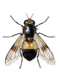 Attēlu rezultāti vaicājumam “Volucella pellucens”