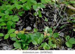 Attēlu rezultāti vaicājumam “Pyrola rotundifolia leaf”