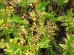 Attēlu rezultāti vaicājumam “Sium latifolium”