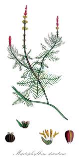 Attēlu rezultāti vaicājumam “Haloragaceae”