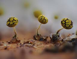 Attēlu rezultāti vaicājumam “Stemonitopsis typhina var. similis spores”