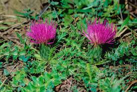 Attēlu rezultāti vaicājumam “Cirsium acaule”