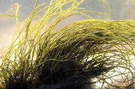 Attēlu rezultāti vaicājumam “Lemanea fluviatilis”