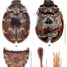 Attēlu rezultāti vaicājumam “Anthrenus sp. imago”