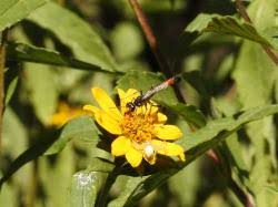 Attēlu rezultāti vaicājumam “Ammophila sp.”