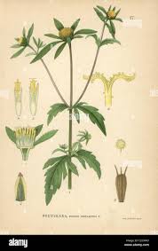 Attēlu rezultāti vaicājumam “Bidens tripartita”