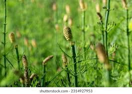 Attēlu rezultāti vaicājumam “Equisetum fluviatile”