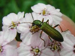 Attēlu rezultāti vaicājumam “Chrysanthia geniculata”