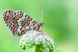 Attēlu rezultāti vaicājumam “Melitaea phoebe”