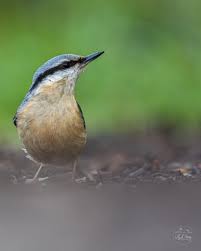 Attēlu rezultāti vaicājumam “Sitta europaea male”