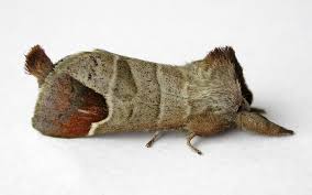 Attēlu rezultāti vaicājumam “Clostera curtula”