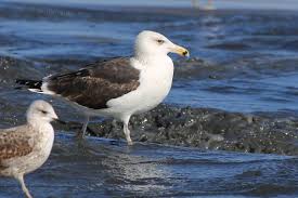 Attēlu rezultāti vaicājumam “Larus marinus adult”
