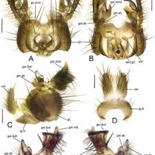 Attēlu rezultāti vaicājumam “Phronia sp.”