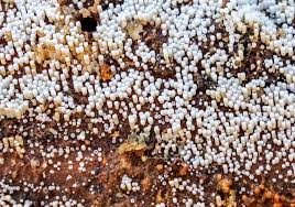 Attēlu rezultāti vaicājumam “Henningsomyces candidus”