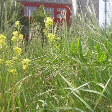Attēlu rezultāti vaicājumam “Sisymbrium volgense”