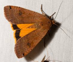 Attēlu rezultāti vaicājumam “Noctua pronuba”