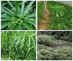 「粉綠狐尾藻」的圖片搜尋結果