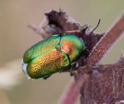 Attēlu rezultāti vaicājumam “Cryptocephalus aureolus, Cryptocephalus sericeus”
