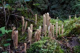 Attēlu rezultāti vaicājumam “Clavariadelphus ligula”