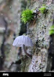 Attēlu rezultāti vaicājumam “Mycena pseudocorticola”