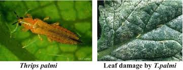 Attēlu rezultāti vaicājumam “Cribraria vulgaris young”