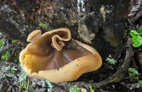 Attēlu rezultāti vaicājumam “Peziza badia”