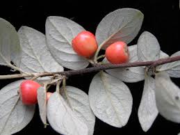 Attēlu rezultāti vaicājumam “Cotoneaster multiflorus fruit”