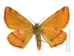 Attēlu rezultāti vaicājumam “Lythria cruentaria”