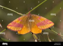 Attēlu rezultāti vaicājumam “Lythria cruentaria”