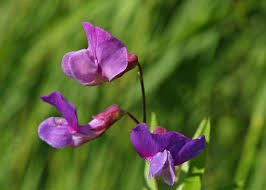 Attēlu rezultāti vaicājumam “Lathyrus palustris flower”