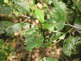 Attēlu rezultāti vaicājumam “Gonioctena”