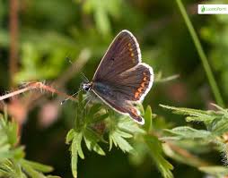 Attēlu rezultāti vaicājumam “Aricia artaxerxes  female”