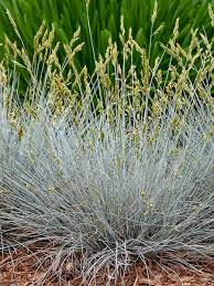 Attēlu rezultāti vaicājumam “Festuca psammophila”