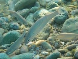 Image result for Liza aurata