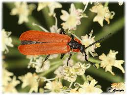 Attēlu rezultāti vaicājumam “Lygistopterus sanguineus larva”