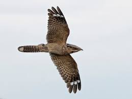 Image result for Caprimulgus ruficollis