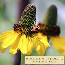 Image result for Ratibida columnifera