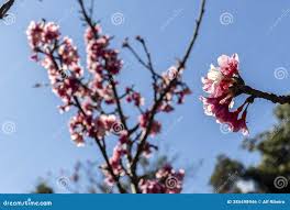 Attēlu rezultāti vaicājumam “Cerasus bud”