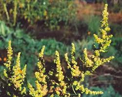Image result for Chenopodium ambrosioides