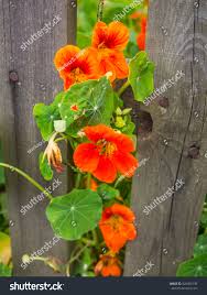 Attēlu rezultāti vaicājumam “Tropaeolaceae”