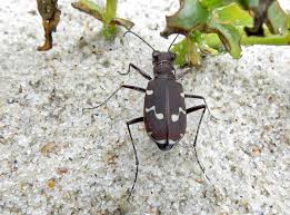 Attēlu rezultāti vaicājumam “Cicindela maritima”