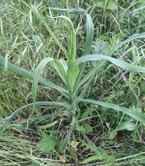 Attēlu rezultāti vaicājumam “Tragopogon heterospermus”
