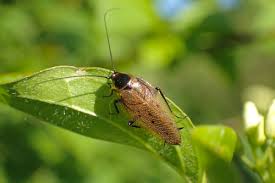 Attēlu rezultāti vaicājumam “Ectobius sylvestris”