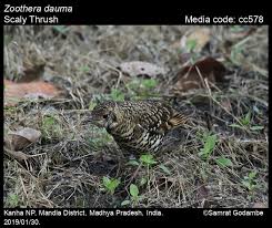 Image result for Zoothera dauma