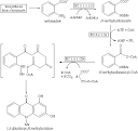 Acridone Alkaloid Biosynthesis