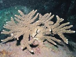 Attēlu rezultāti vaicājumam “Chara rudis”