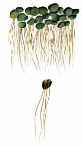 Attēlu rezultāti vaicājumam “Spirodela polyrhiza”