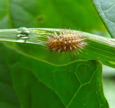 Attēlu rezultāti vaicājumam “Calvia decemguttata larva”
