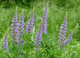 Image result for Lupinen