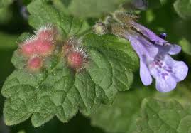 Attēlu rezultāti vaicājumam “Liposthenes glechomae”